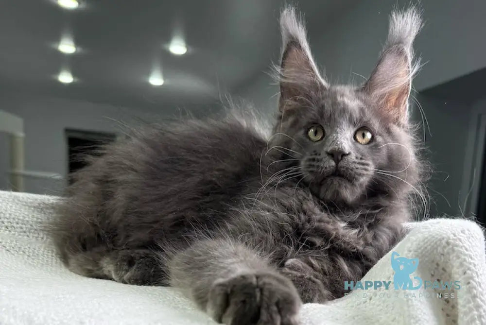 X’courageous Maine Coon Male Blue Silver With White Live Animals