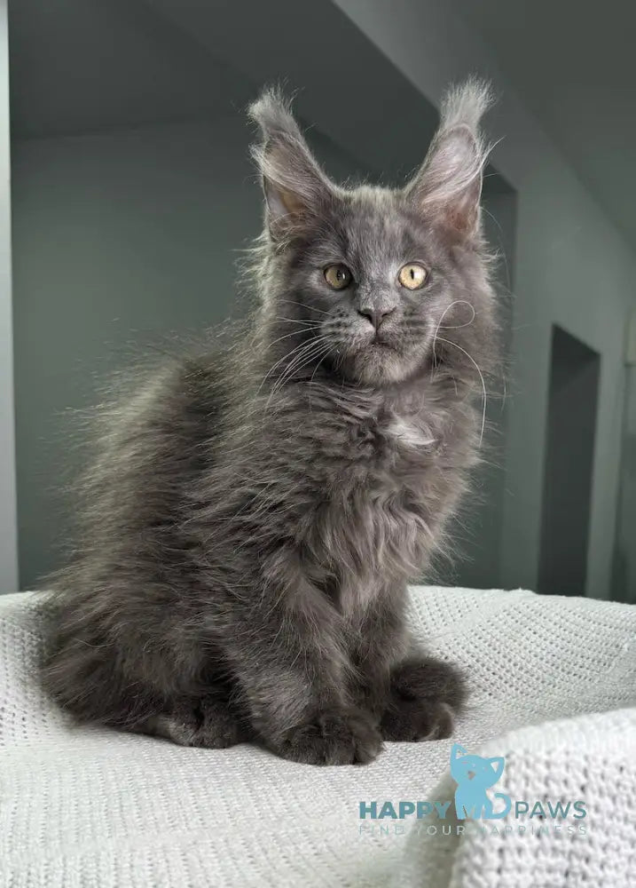 X’courageous Maine Coon Male Blue Silver With White Live Animals