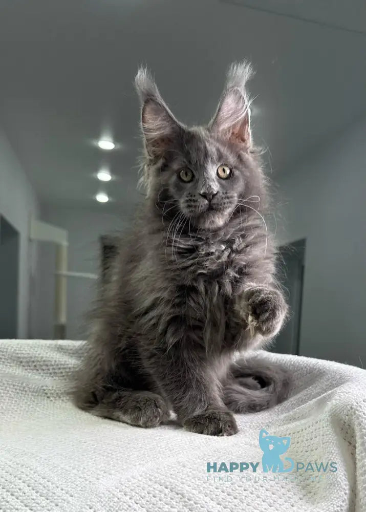 X’courageous Maine Coon Male Blue Silver With White Live Animals