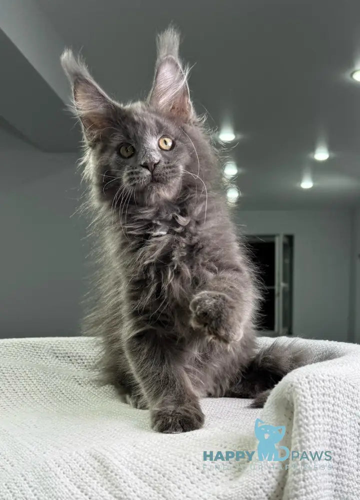 X’courageous Maine Coon Male Blue Silver With White Live Animals