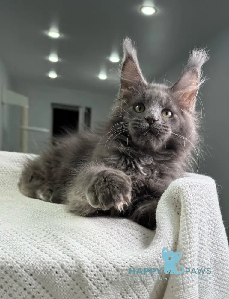 X’courageous Maine Coon Male Blue Silver With White Live Animals