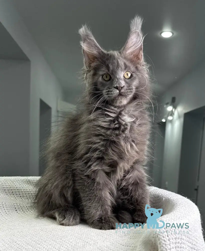 X’courageous Maine Coon Male Blue Silver With White Live Animals