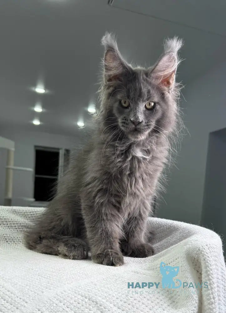 X’courageous Maine Coon Male Blue Silver With White Live Animals