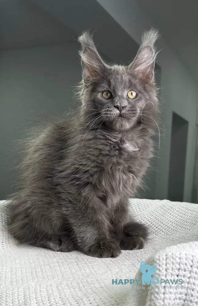 X’courageous Maine Coon Male Blue Silver With White Live Animals