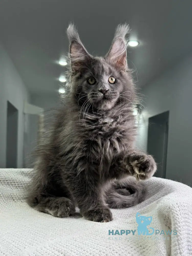 X’courageous Maine Coon Male Blue Silver With White Live Animals