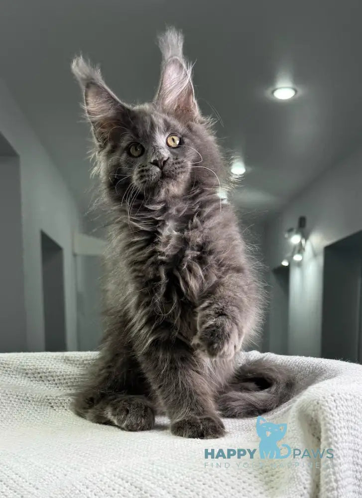 X’courageous Maine Coon Male Blue Silver With White Live Animals