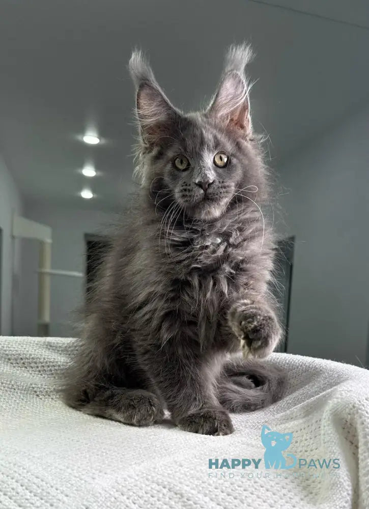 X’courageous Maine Coon Male Blue Silver With White Live Animals