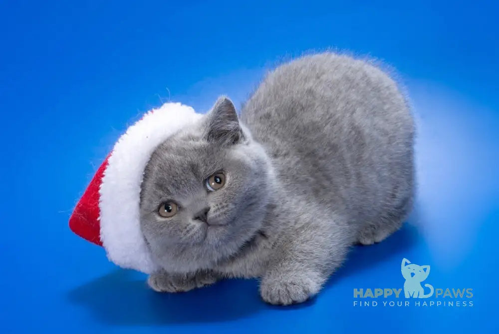 Xena British Shorthair Female Blue Live Animals