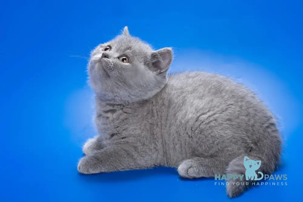 Xena British Shorthair Female Blue Live Animals