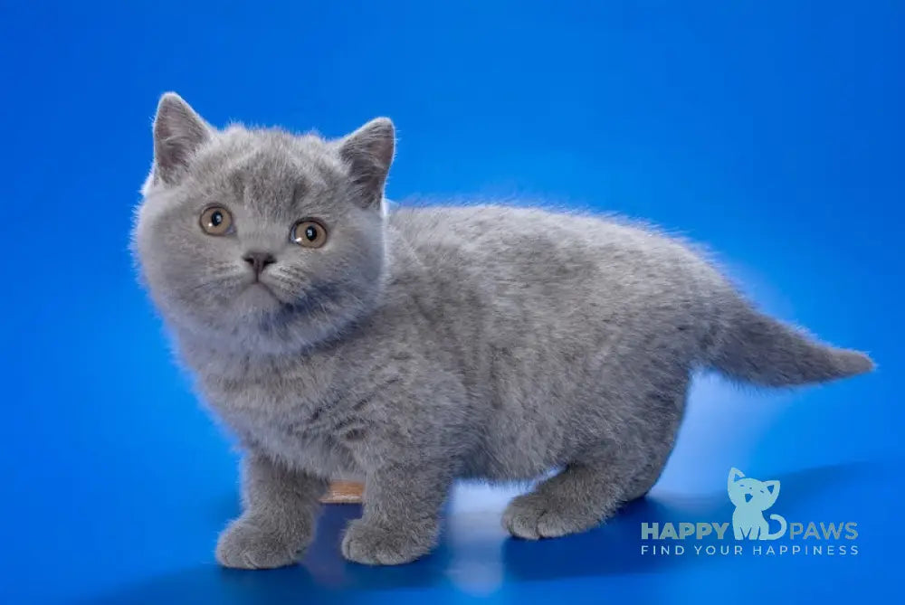 Xena British Shorthair Female Blue Live Animals