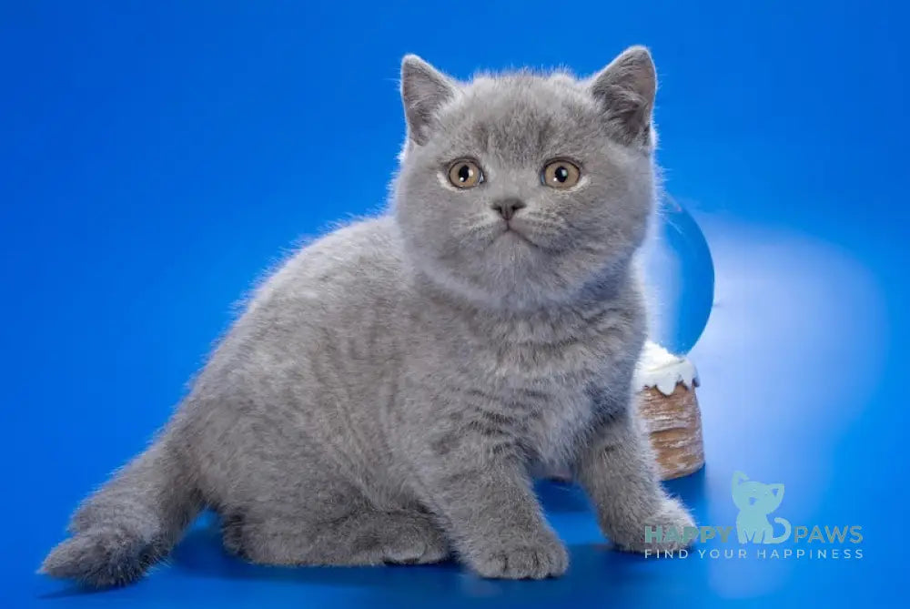 Xena British Shorthair Female Blue Live Animals