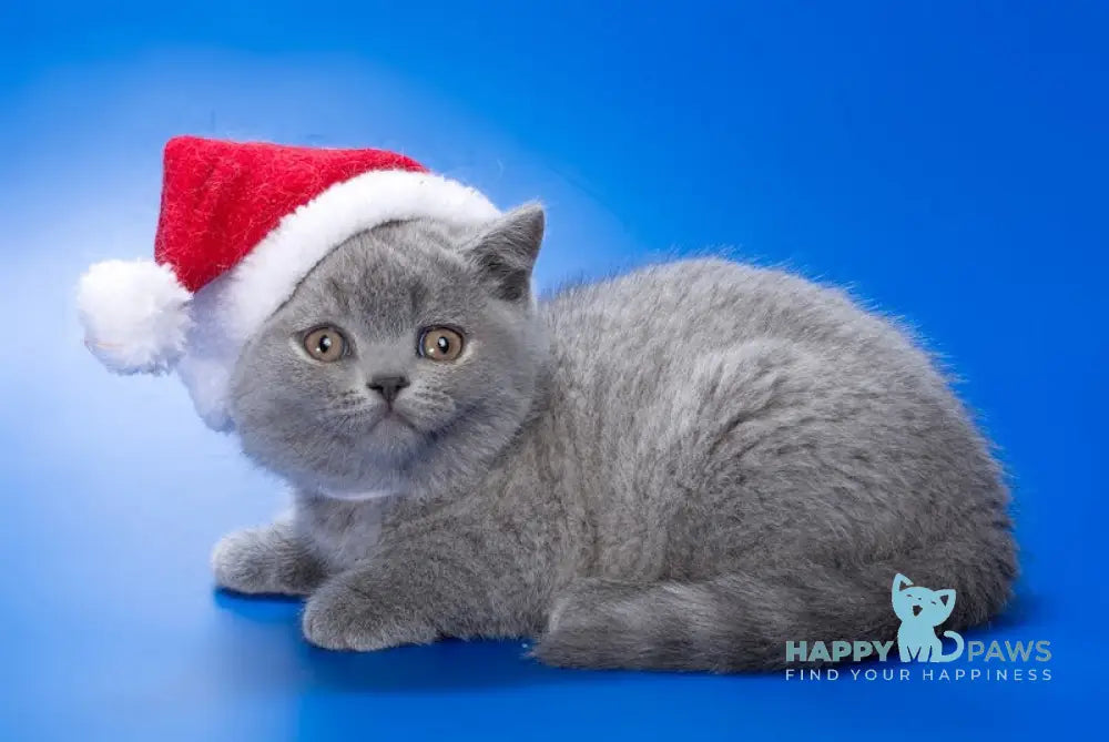 Xena British Shorthair Female Blue Live Animals