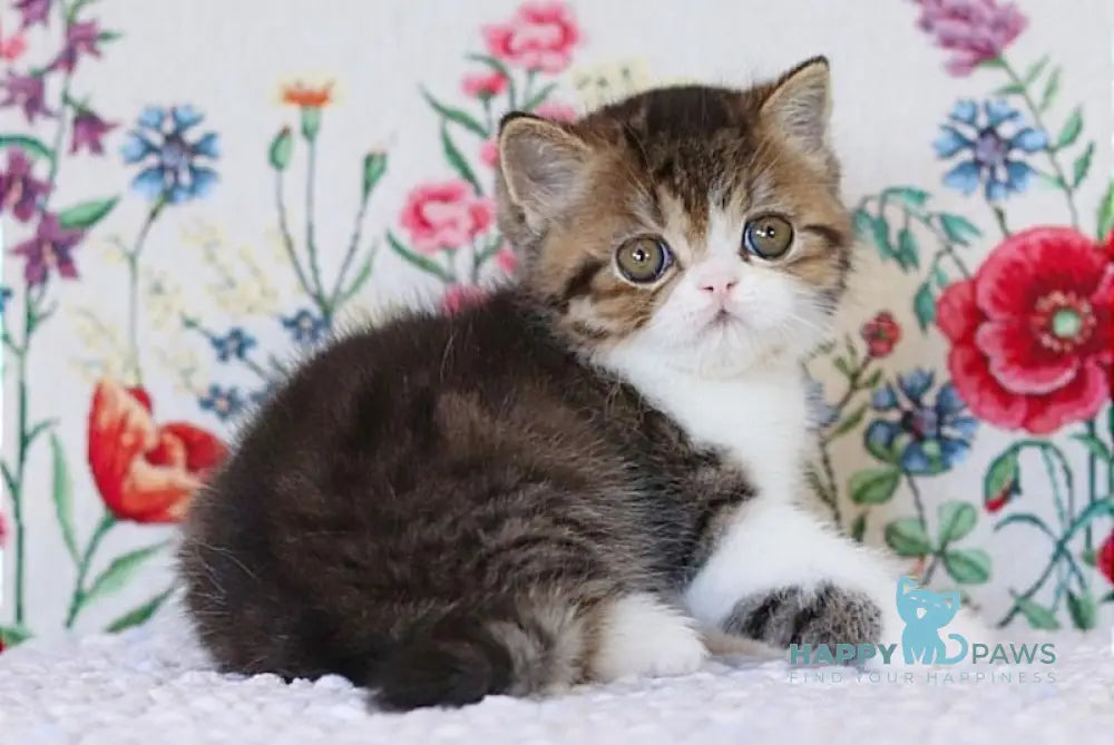 Xenon Exotic Male Chocolate Spotted Tabby Harlequin Live Animals