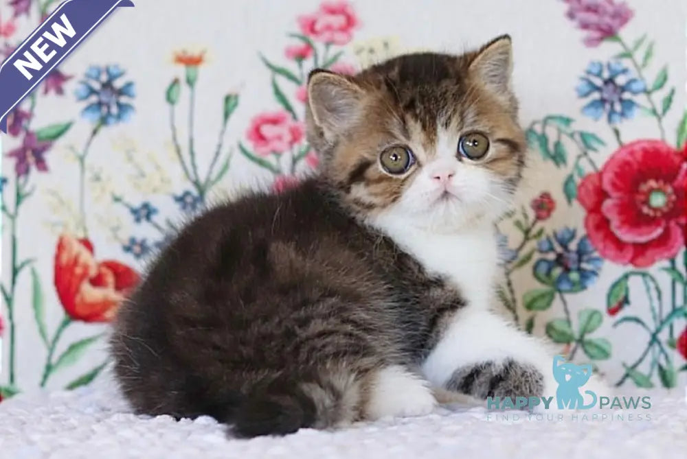 Xenon Exotic Male Chocolate Spotted Tabby Harlequin Live Animals