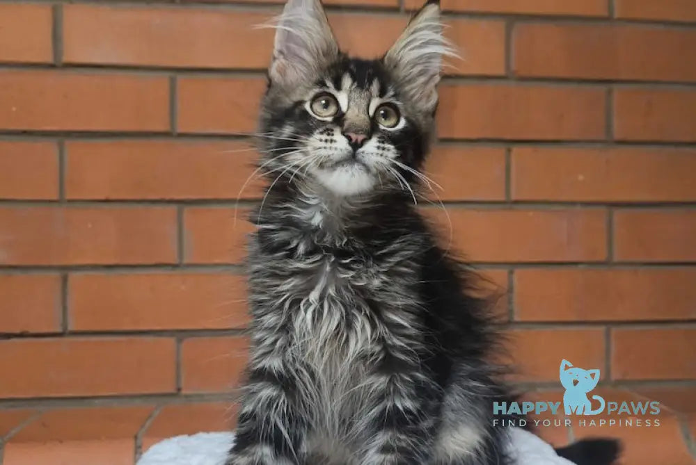 Xerox Maine Coon Male Black Ticked Tabby Live Animals