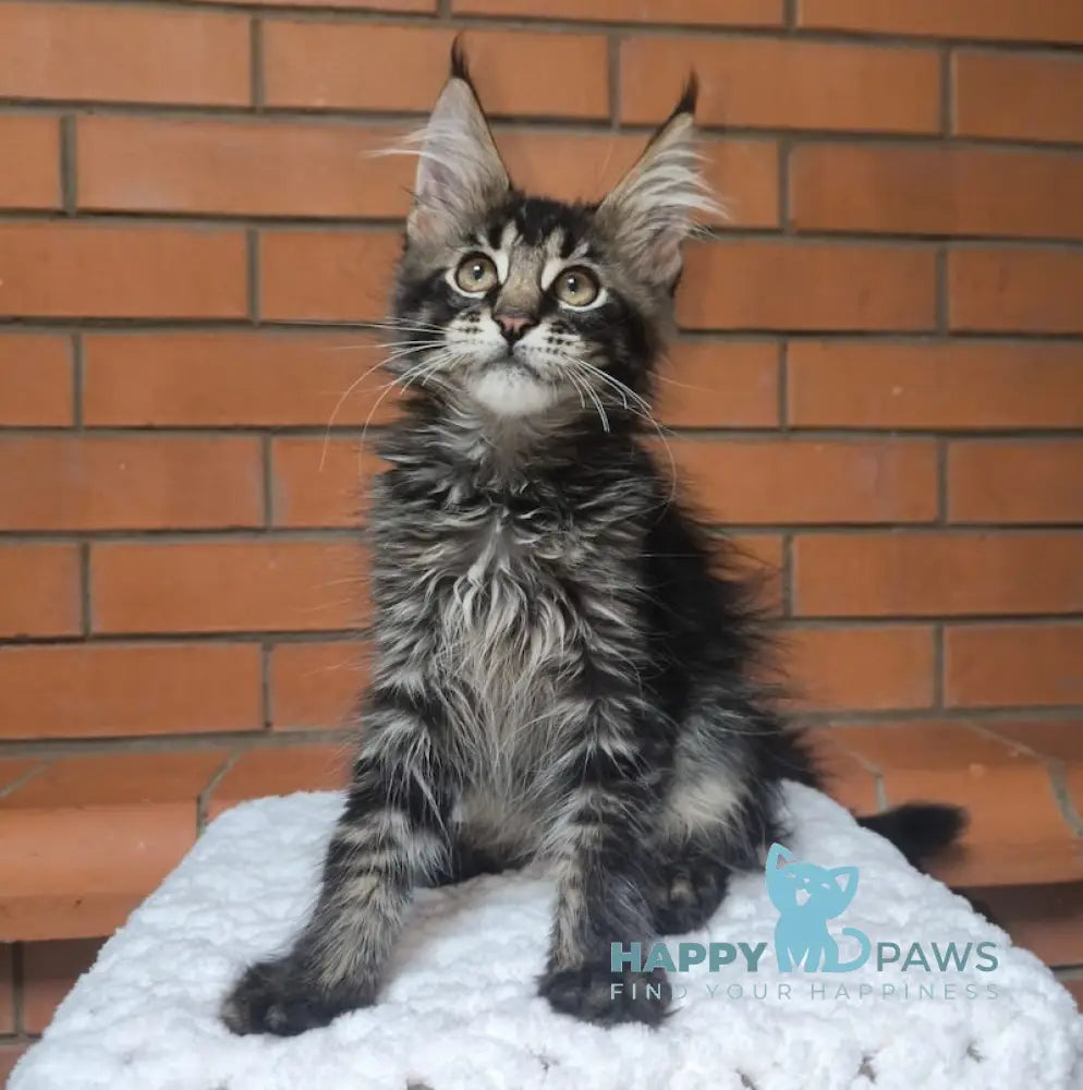 Xerox Maine Coon Male Black Ticked Tabby Live Animals