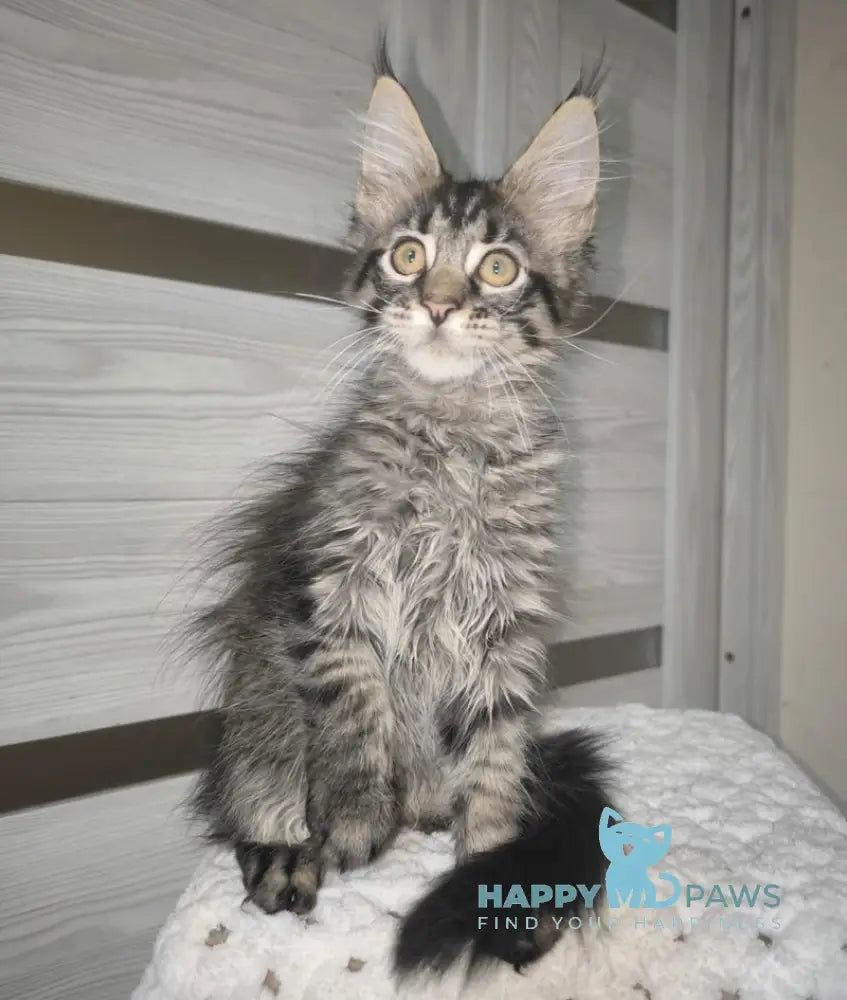 Ximon Maine Coon Male Black Spotted Tabby Live Animals