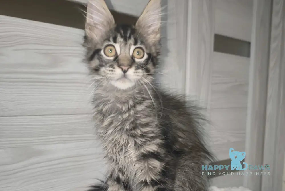 Ximon Maine Coon Male Black Spotted Tabby Live Animals