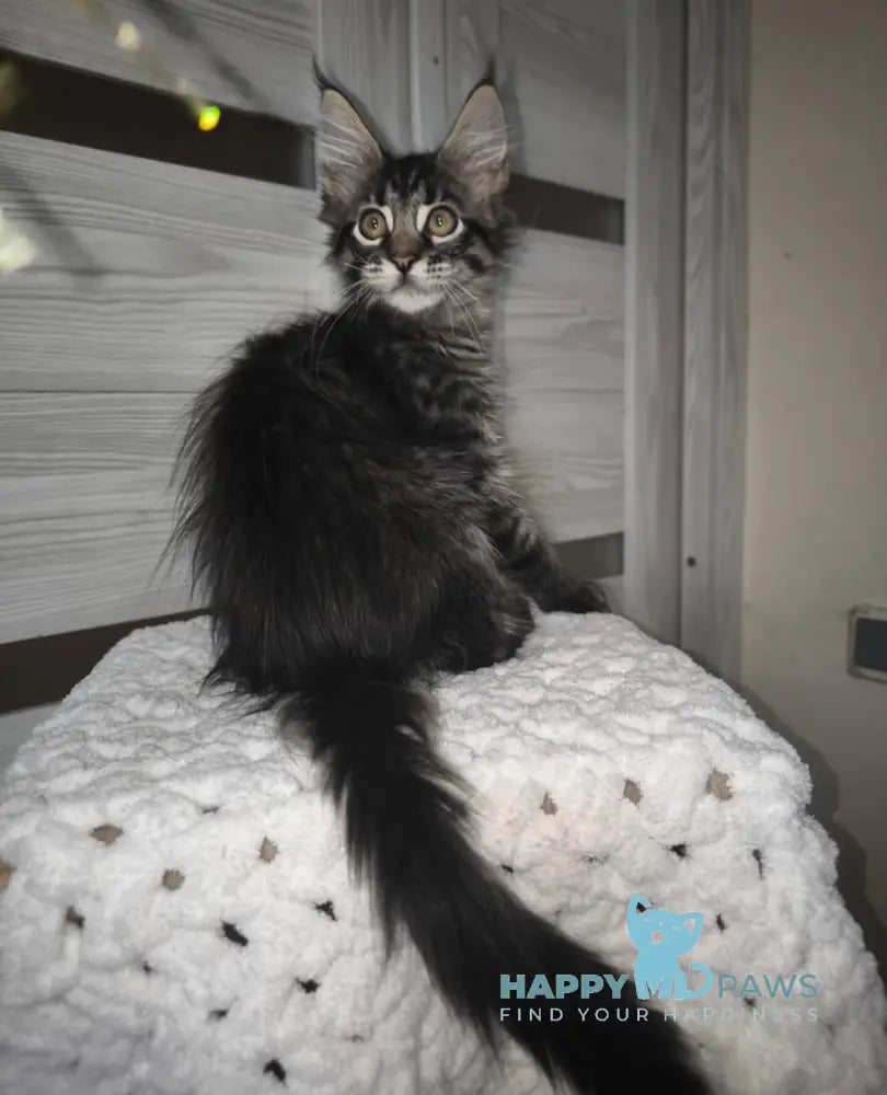 Ximon Maine Coon Male Black Spotted Tabby Live Animals