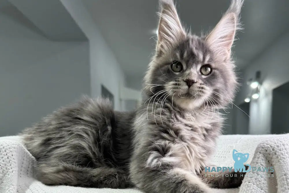 X’sorceress Maine Coon Female Blue Tabby Live Animals