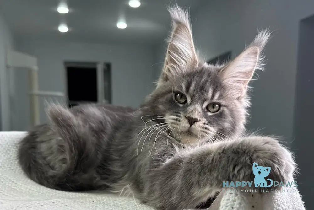 X’sorceress Maine Coon Female Blue Tabby Live Animals