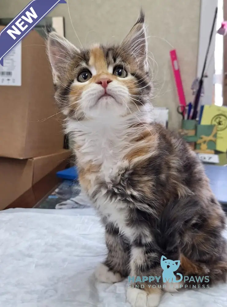 Xusha Maine Coon female black tortie bicolour tabby live animals