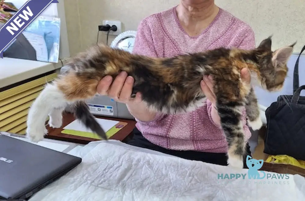 Xusha Maine Coon female black tortie bicolour tabby live animals