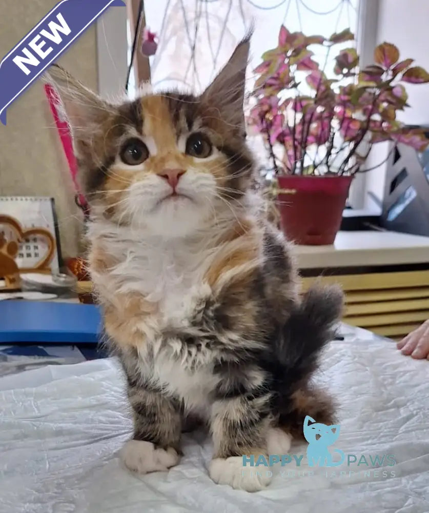 Xusha Maine Coon female black tortie bicolour tabby live animals