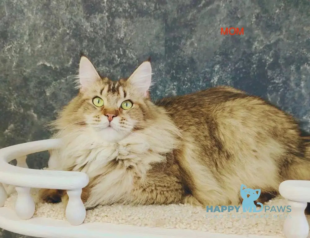 Yaffit Maine Coon Male Black Ticked Tabby Live Animals