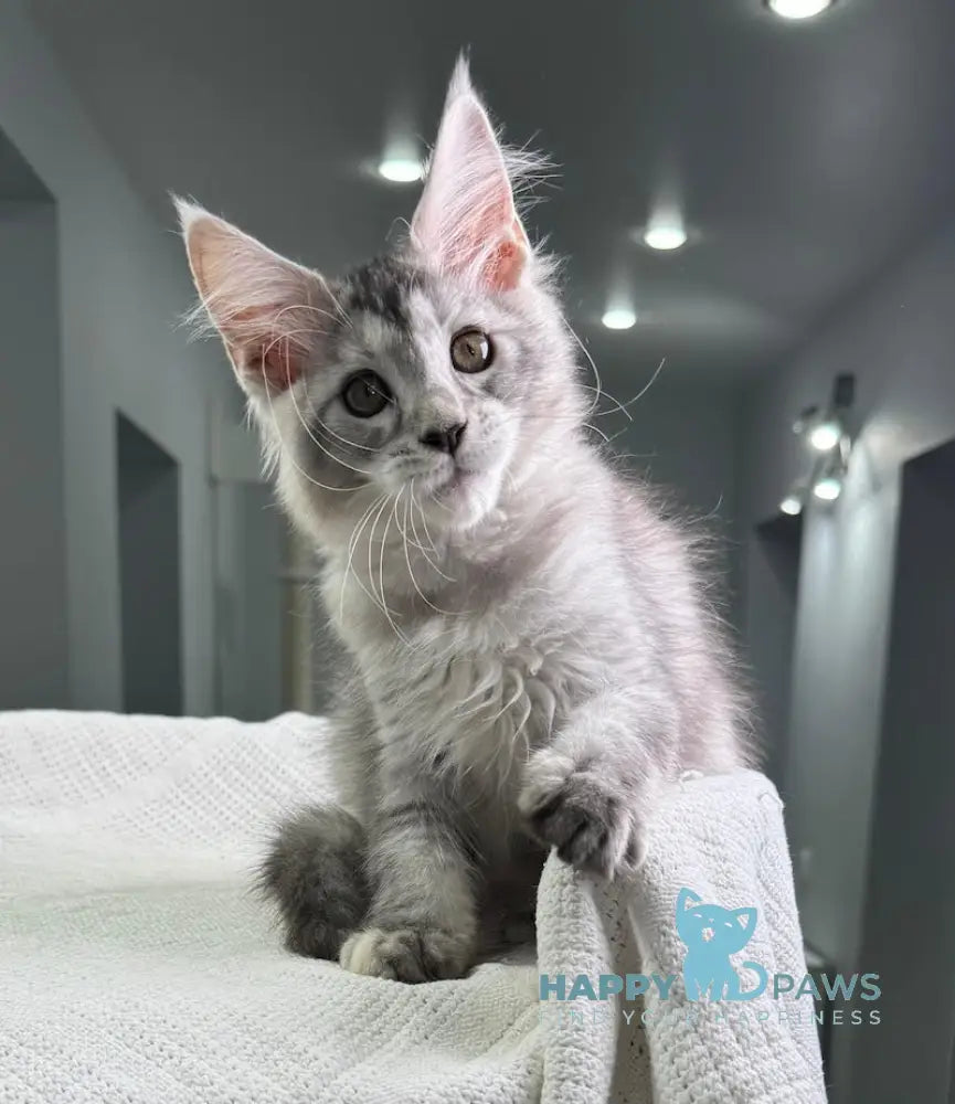 Yagoda Maine Coon Female Black Tortie Silver Ticked Tabby Live Animals