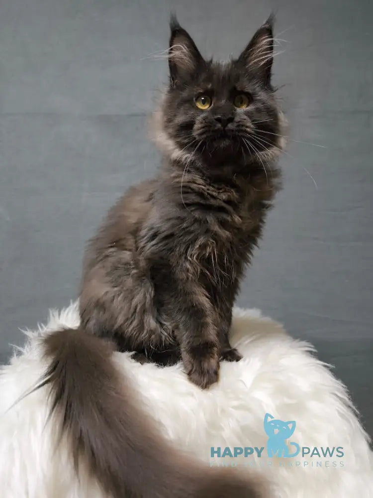 Yagoza Maine Coon female black with white live animals