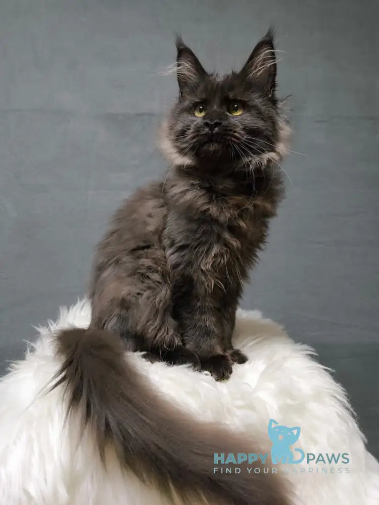 Yagoza Maine Coon female black with white live animals