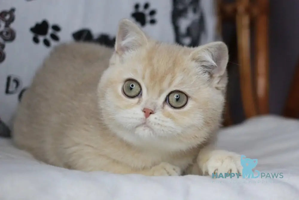 Yahoo British Shorthair male lilac golden shaded live animals