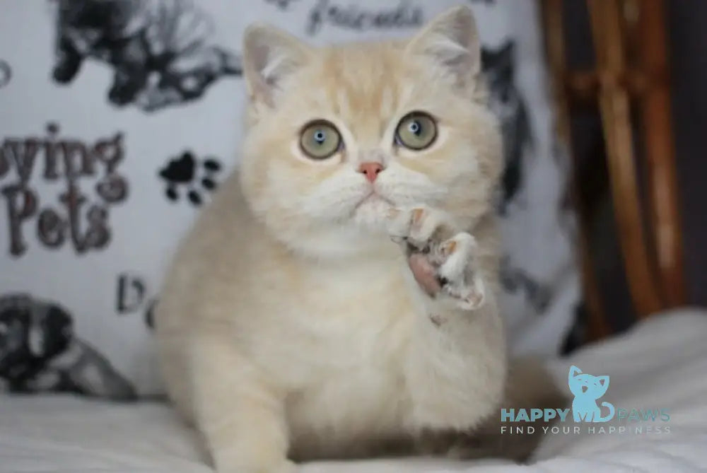 Yahoo British Shorthair male lilac golden shaded live animals