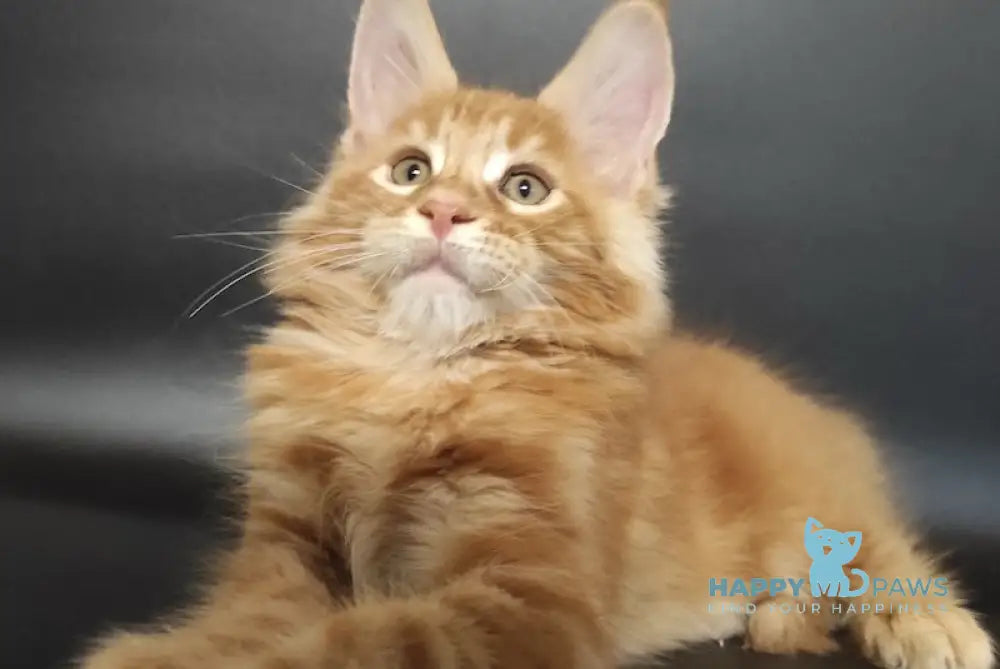 Yan Maine Coon Male Red Live Animals