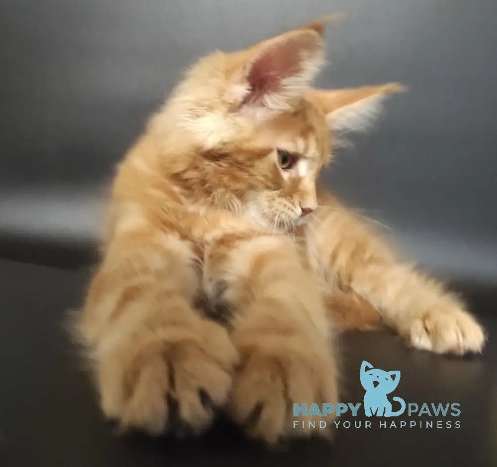 Yan Maine Coon Male Red Live Animals