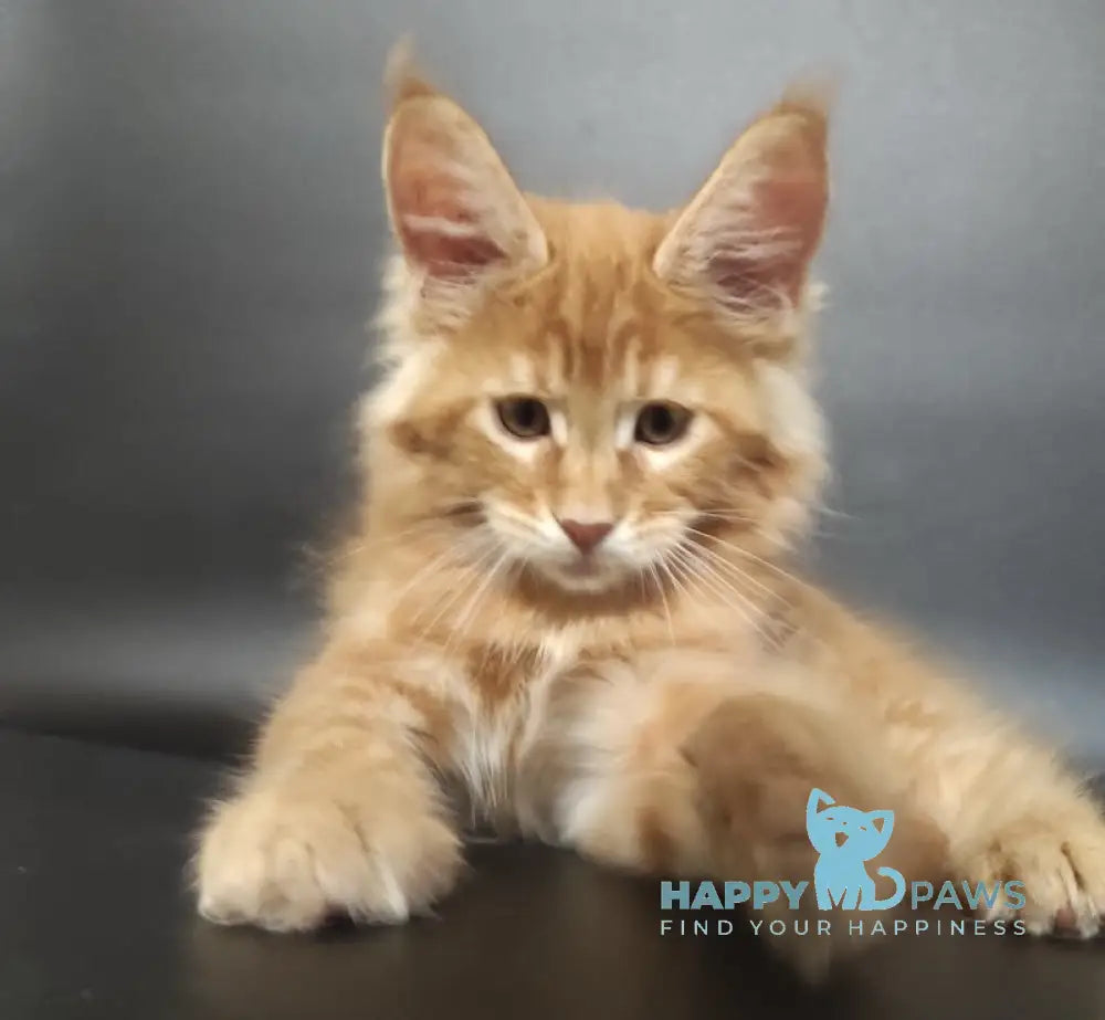 Yan Maine Coon Male Red Live Animals