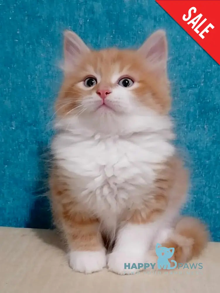 Yanek Siberian Male Red Tabby Bicolour Live Animals