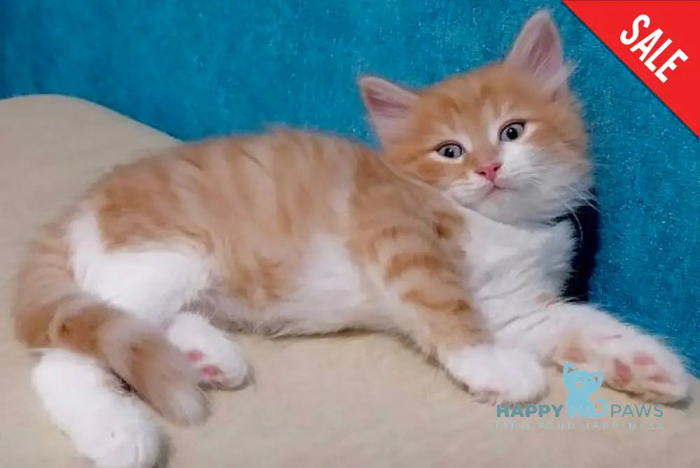 Yanek Siberian Male Red Tabby Bicolour Live Animals