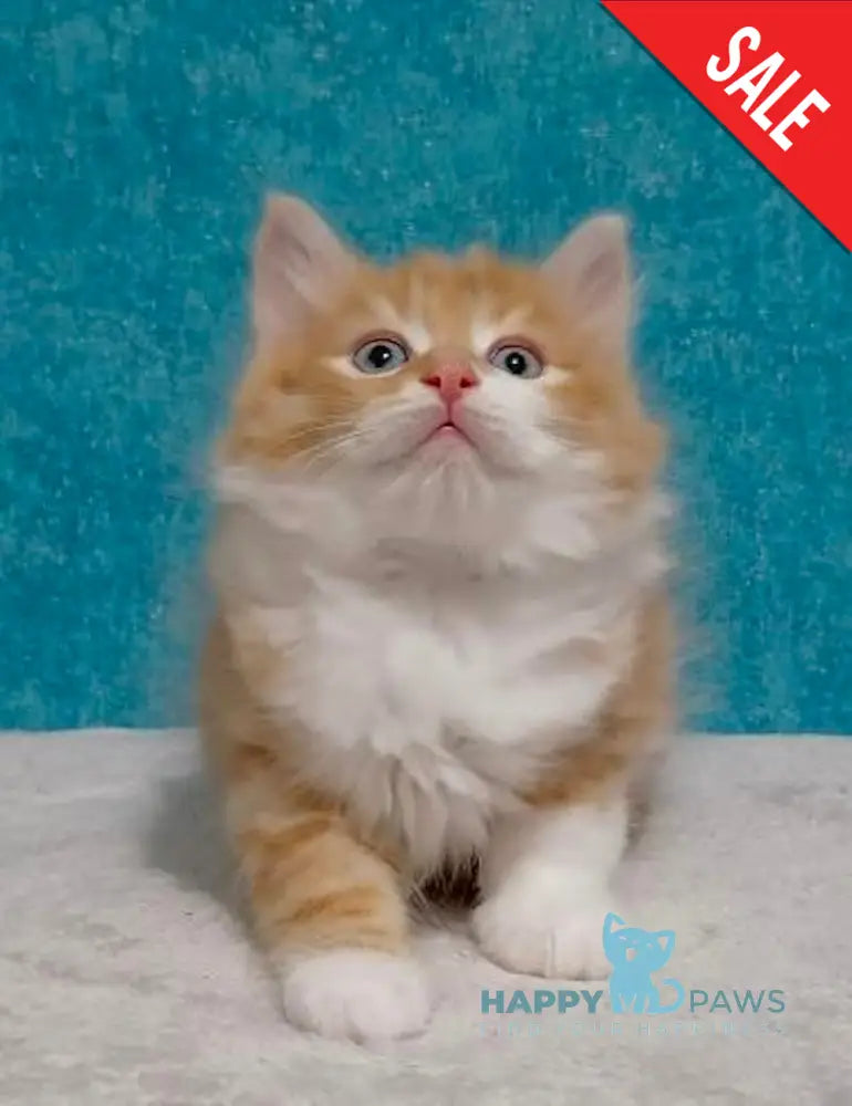 Yanek Siberian Male Red Tabby Bicolour Live Animals