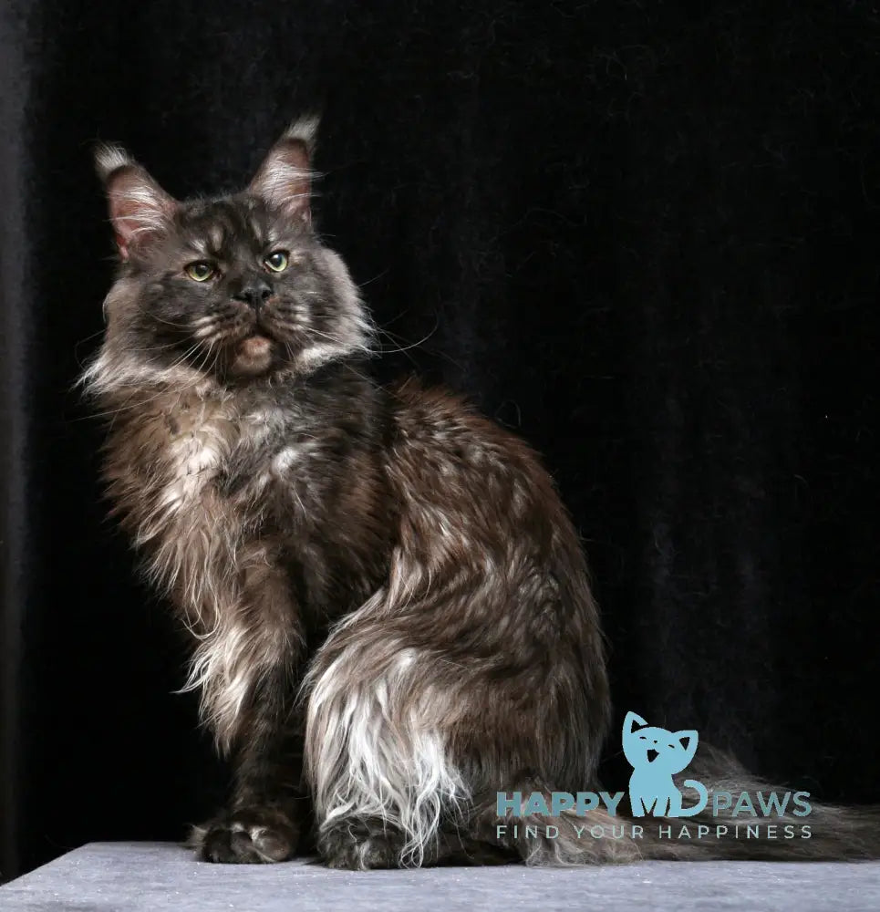 Yanka Maine Coon female blue tabby bicolour live animals