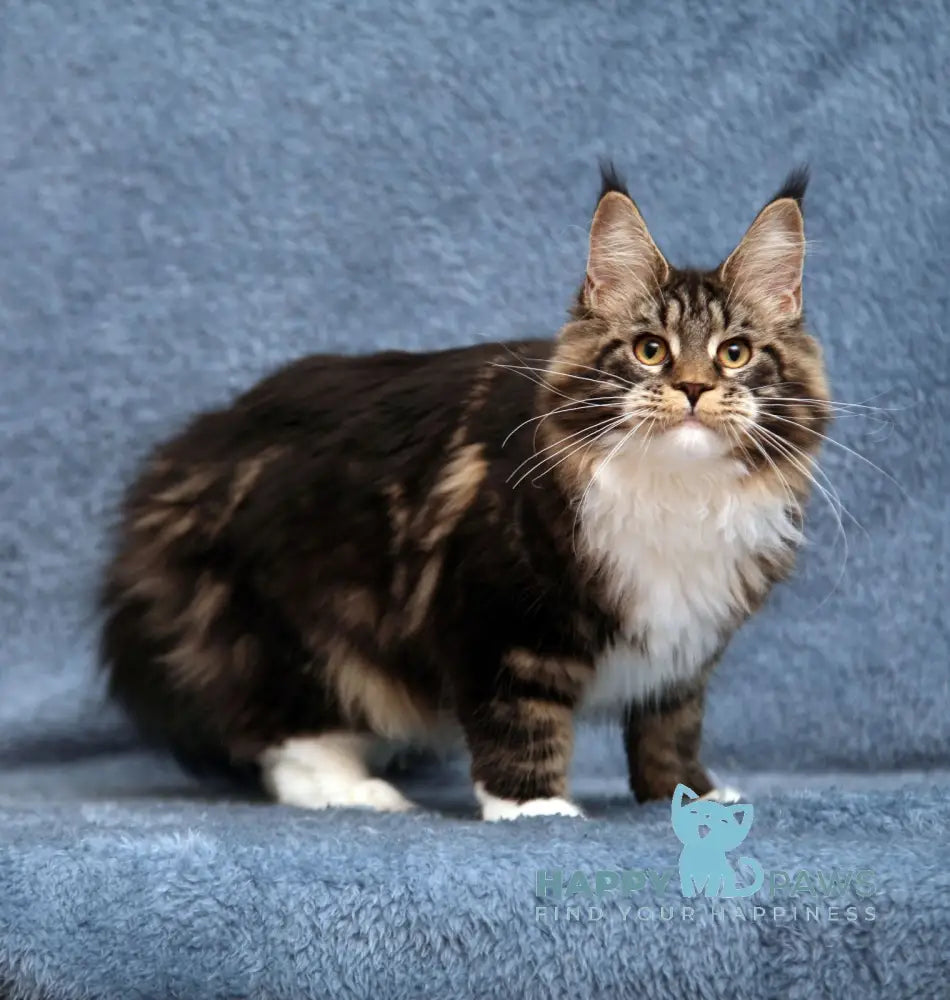 Yanka Maine Coon female blue tabby bicolour live animals