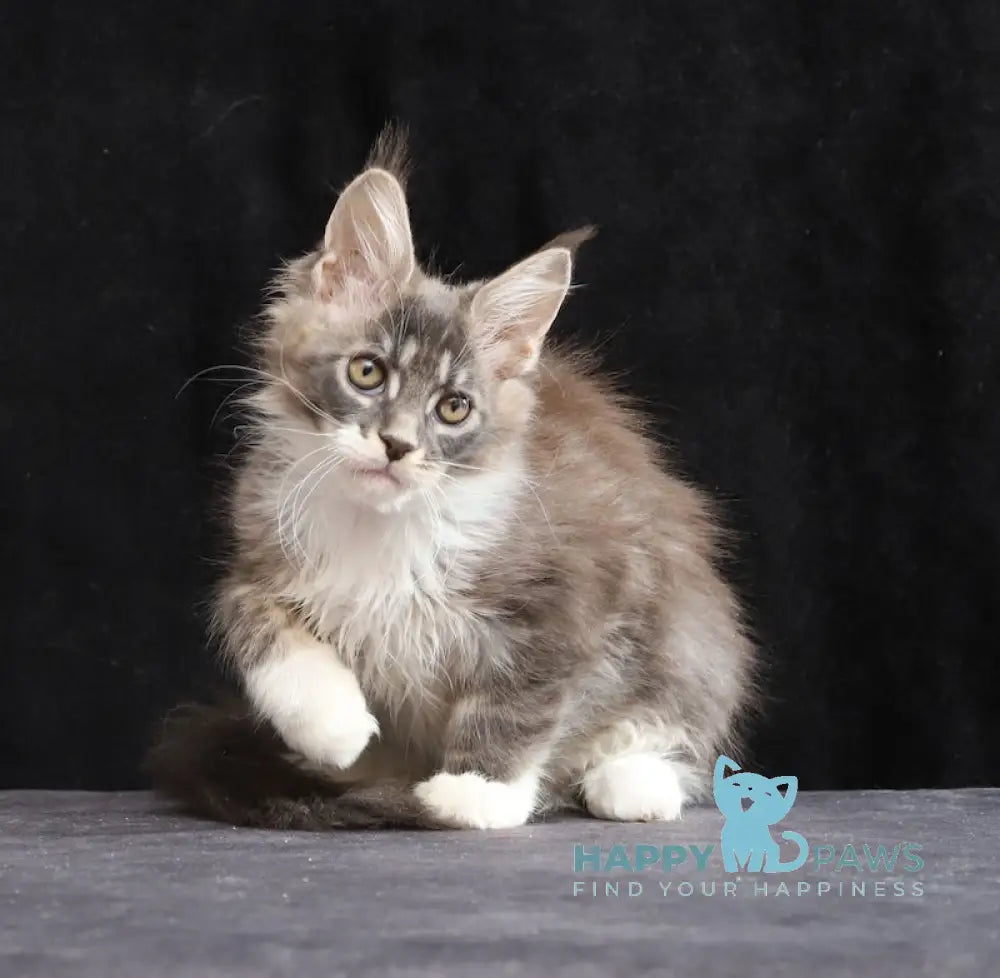 Yanka Maine Coon female blue tabby bicolour live animals