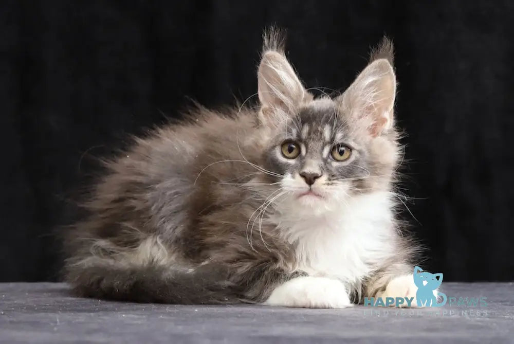 Yanka Maine Coon female blue tabby bicolour live animals