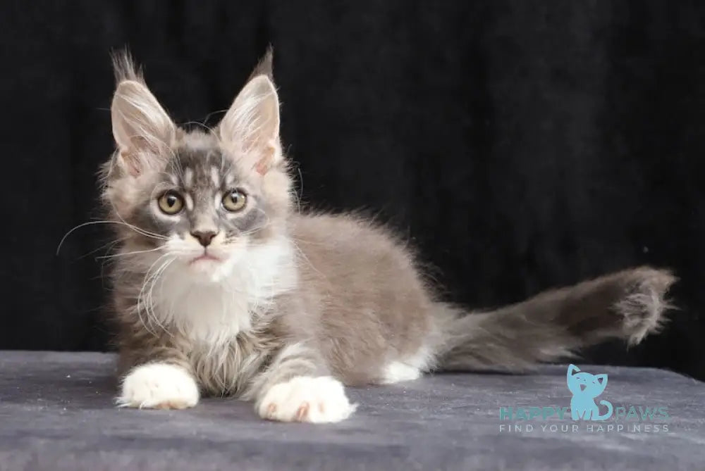 Yanka Maine Coon female blue tabby bicolour live animals