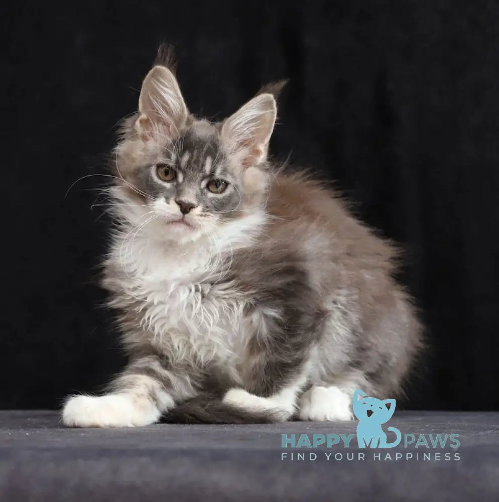 Yanka Maine Coon female blue tabby bicolour live animals