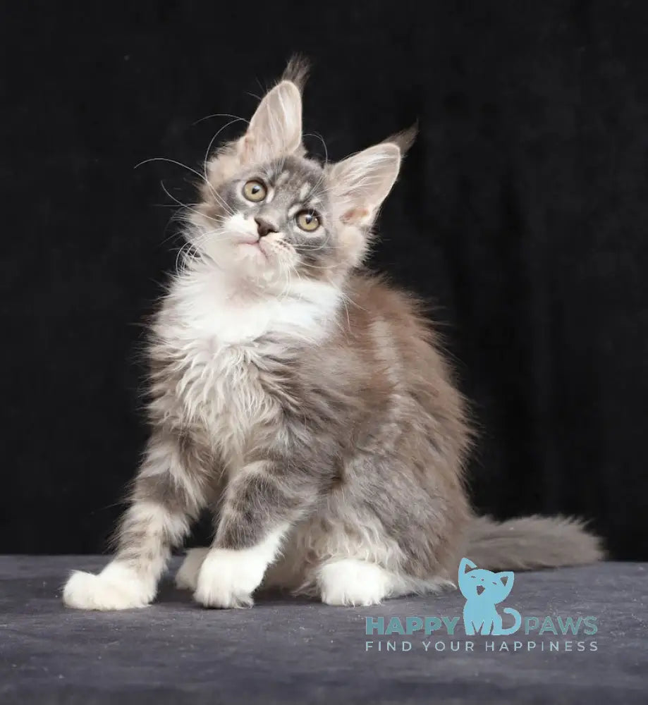 Yanka Maine Coon female blue tabby bicolour live animals