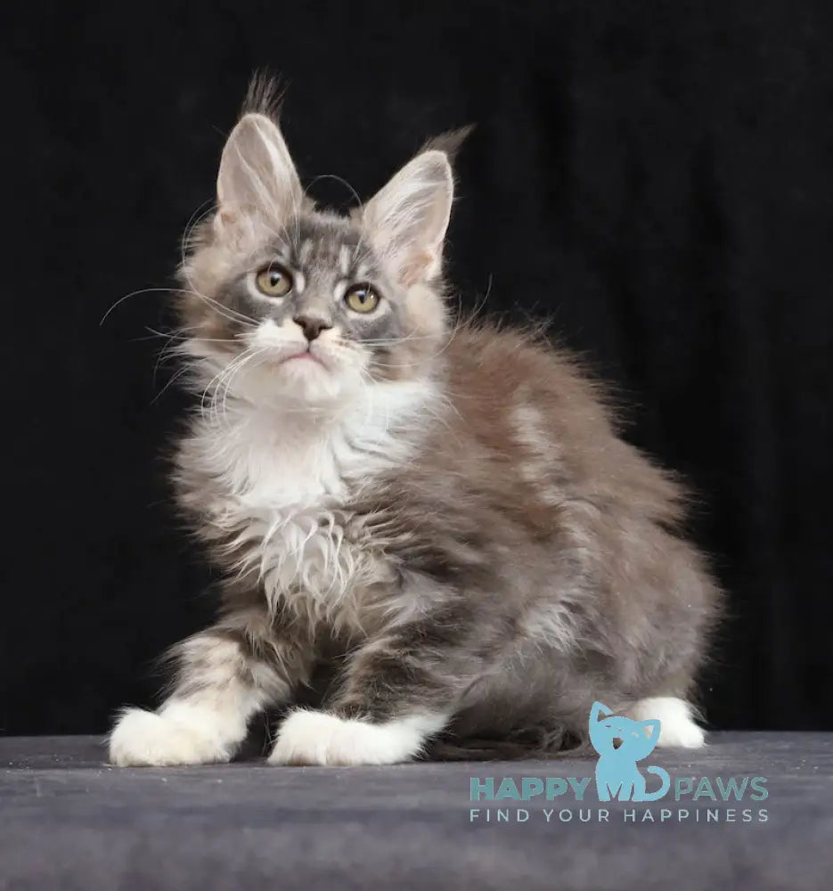 Yanka Maine Coon female blue tabby bicolour live animals