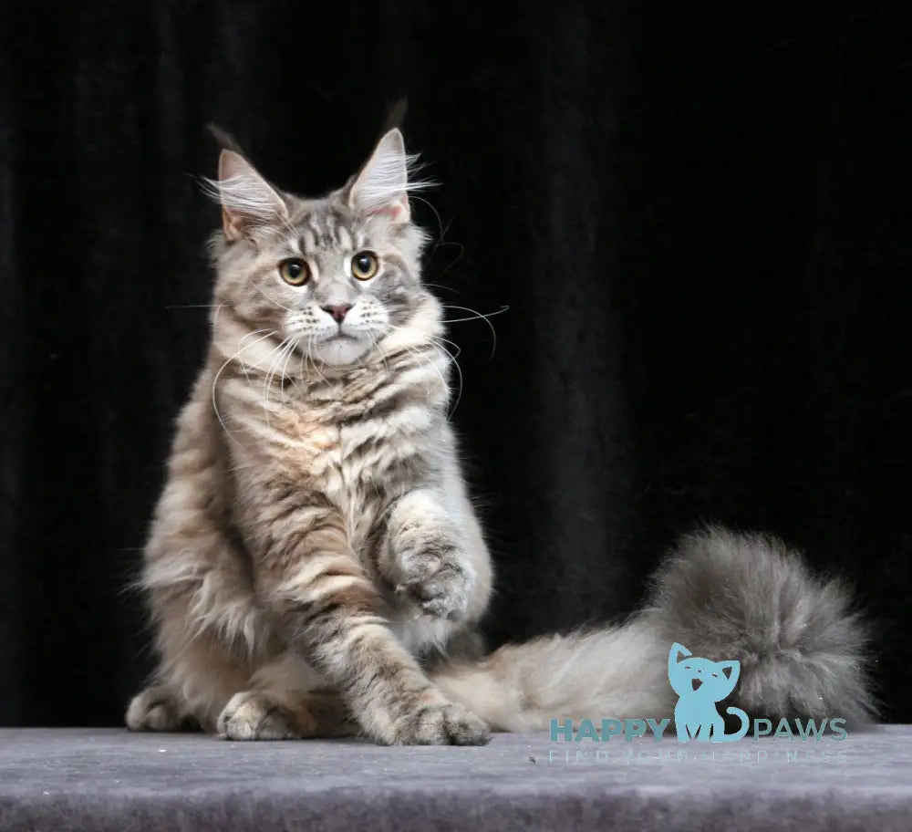 Yantarina Maine Coon Female Blue Tortie Tabby Live Animals