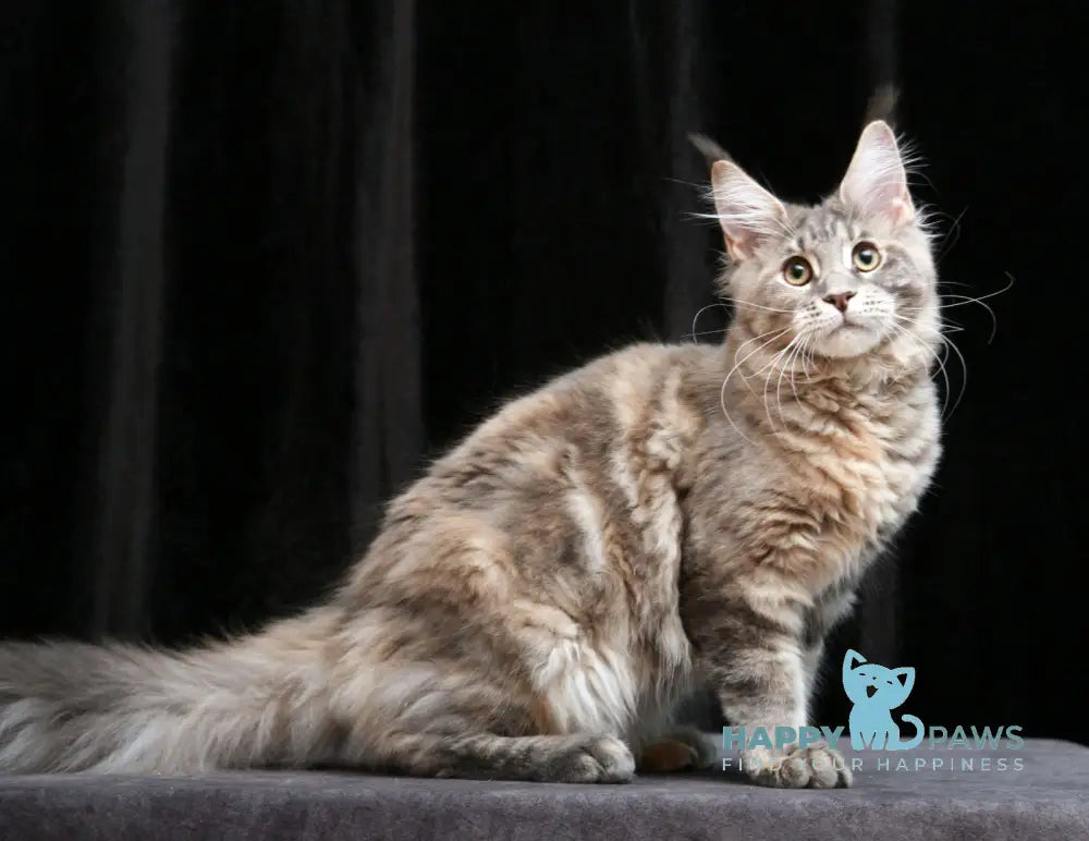 Yantarina Maine Coon Female Blue Tortie Tabby Live Animals